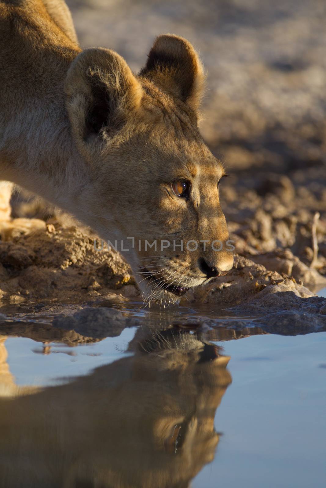 Lion cub drinking water by ozkanzozmen