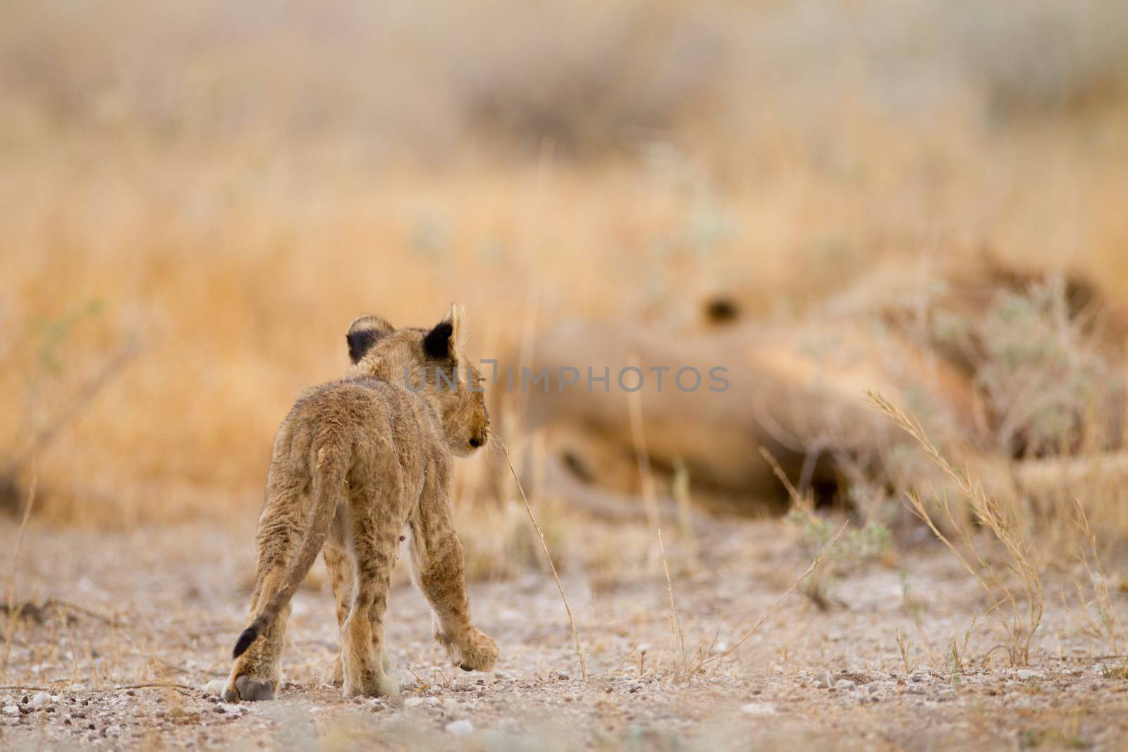 Lion cub in the wilderness of Africa
