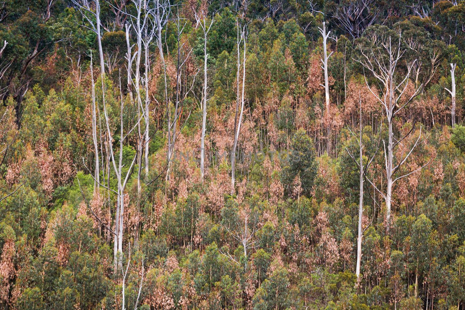 The burnt and unburnt trees and bush in the Blue Mountains after summer bush fires 