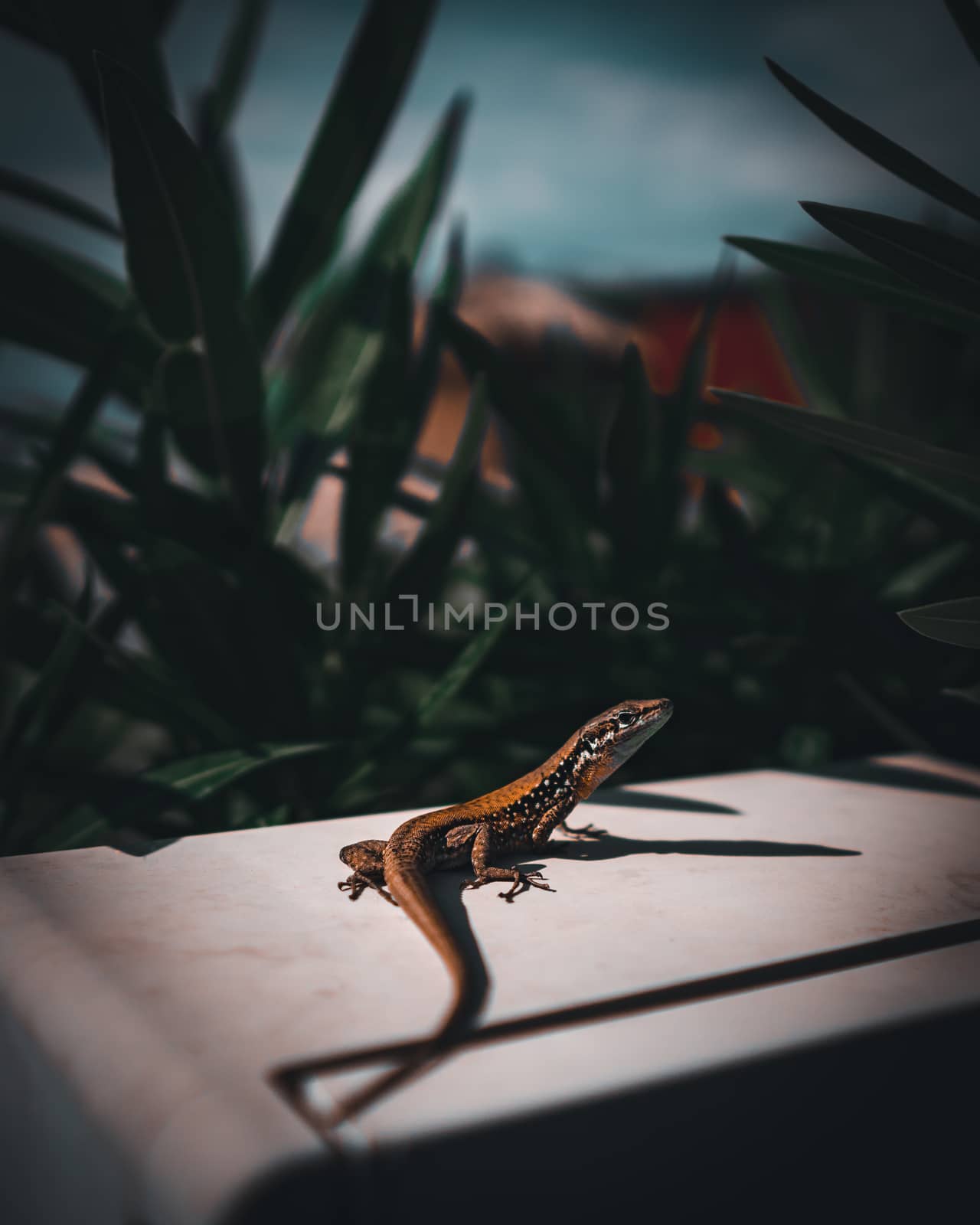 Colorful small reptile caught at sunbathing.