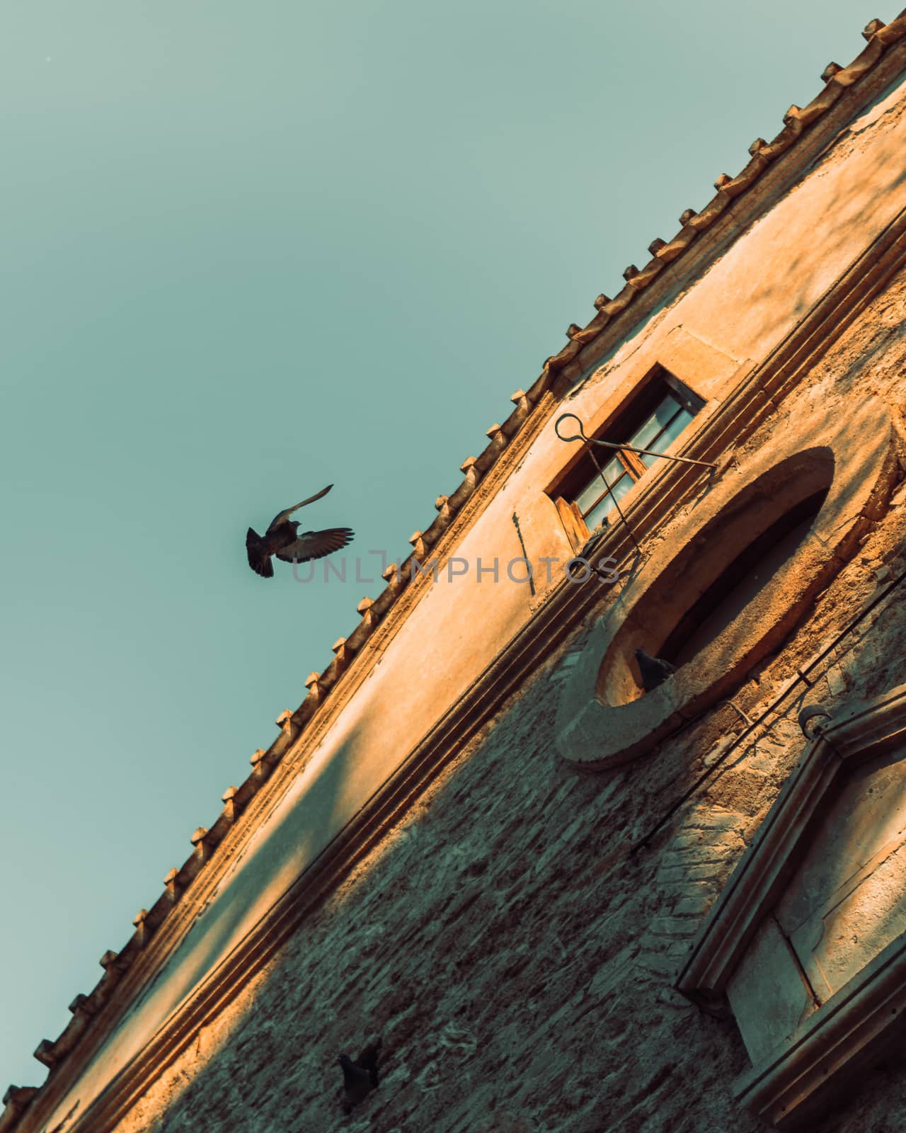Looking up as a pigeon flies toward the roof of a church.