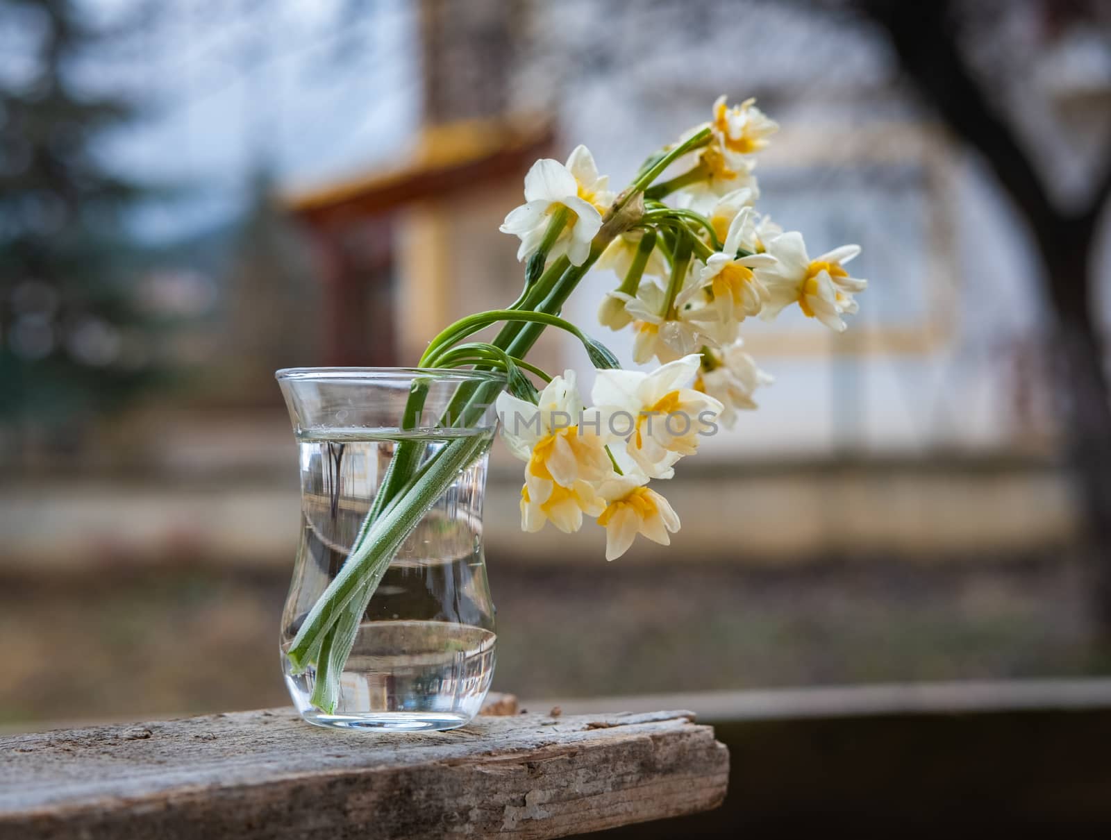 Narcissus flowers in a small glass cup in the garden