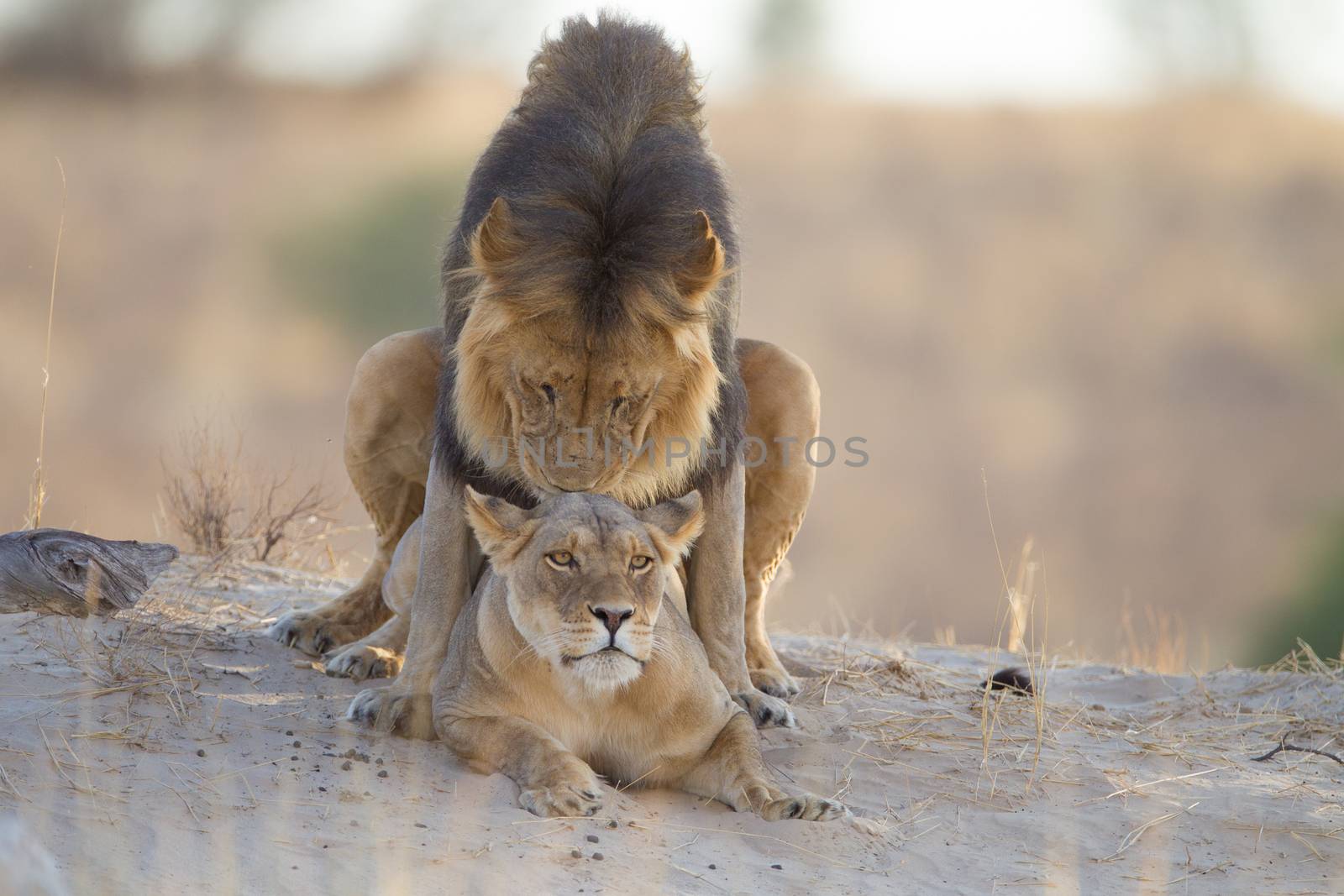 Lions mating in the wilderness of Africa