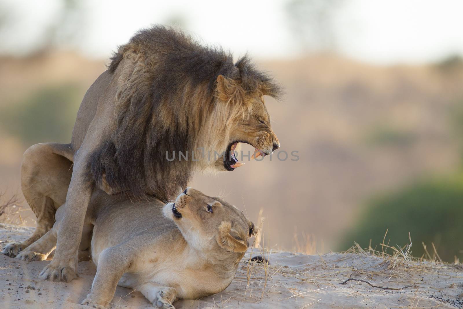 Lions mating in the wilderness of Africa