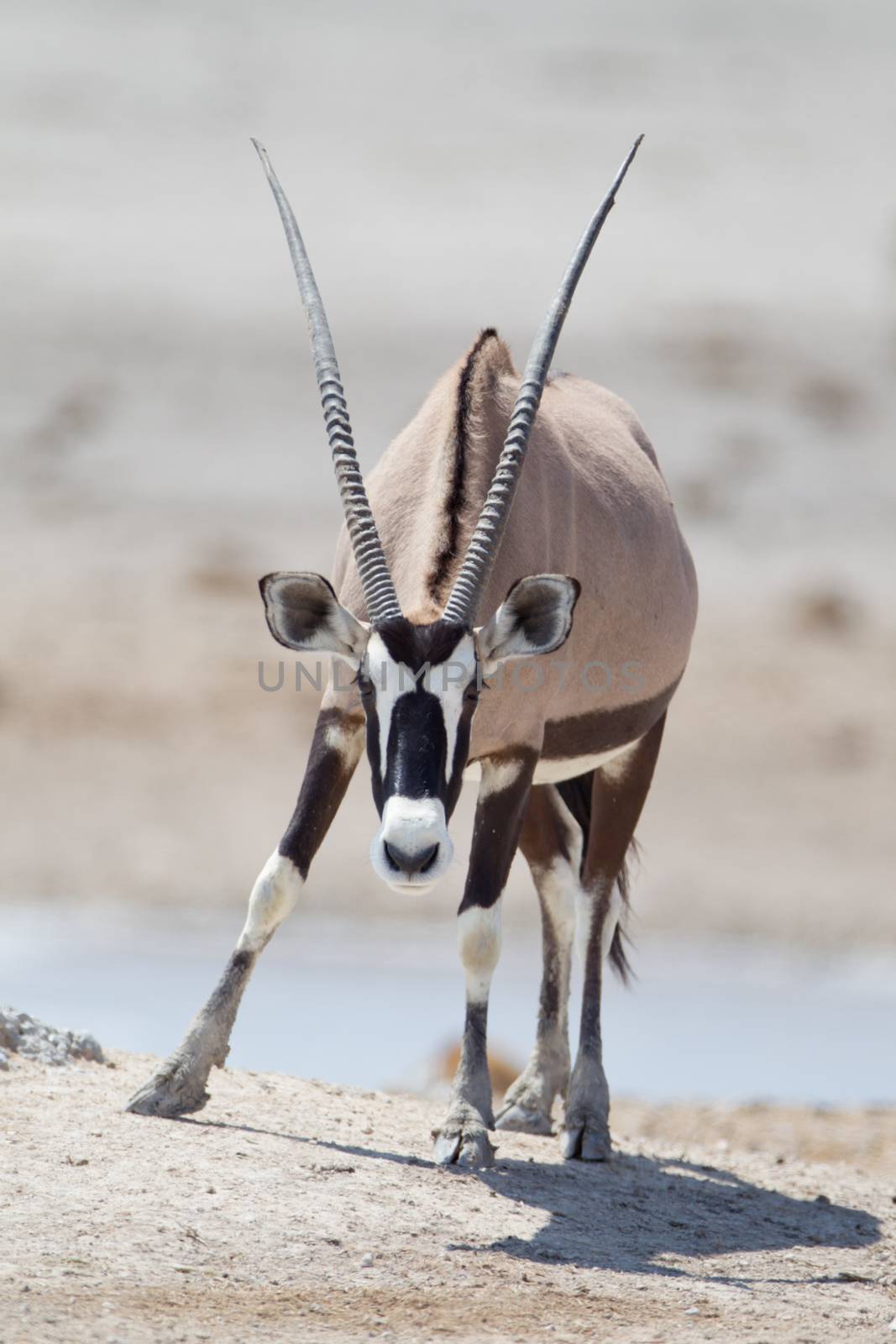 Oryx gemsbok in the wilderness of Afrca