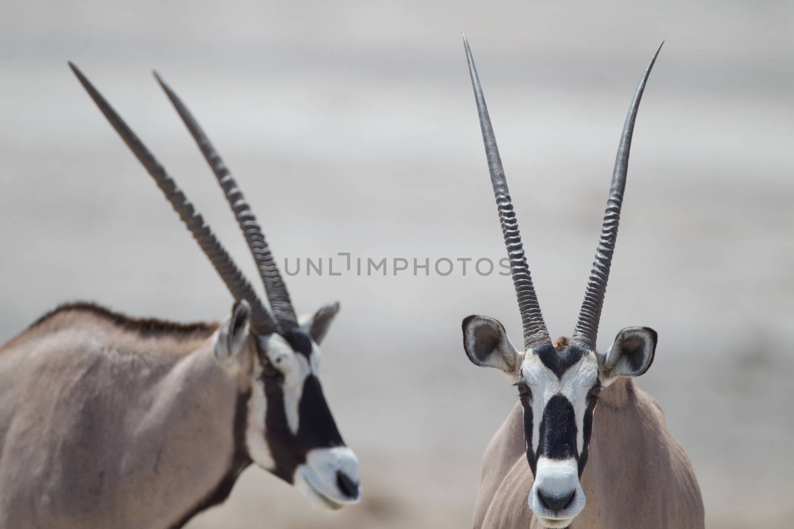 Oryx gemsbok in the wilderness of Afrca