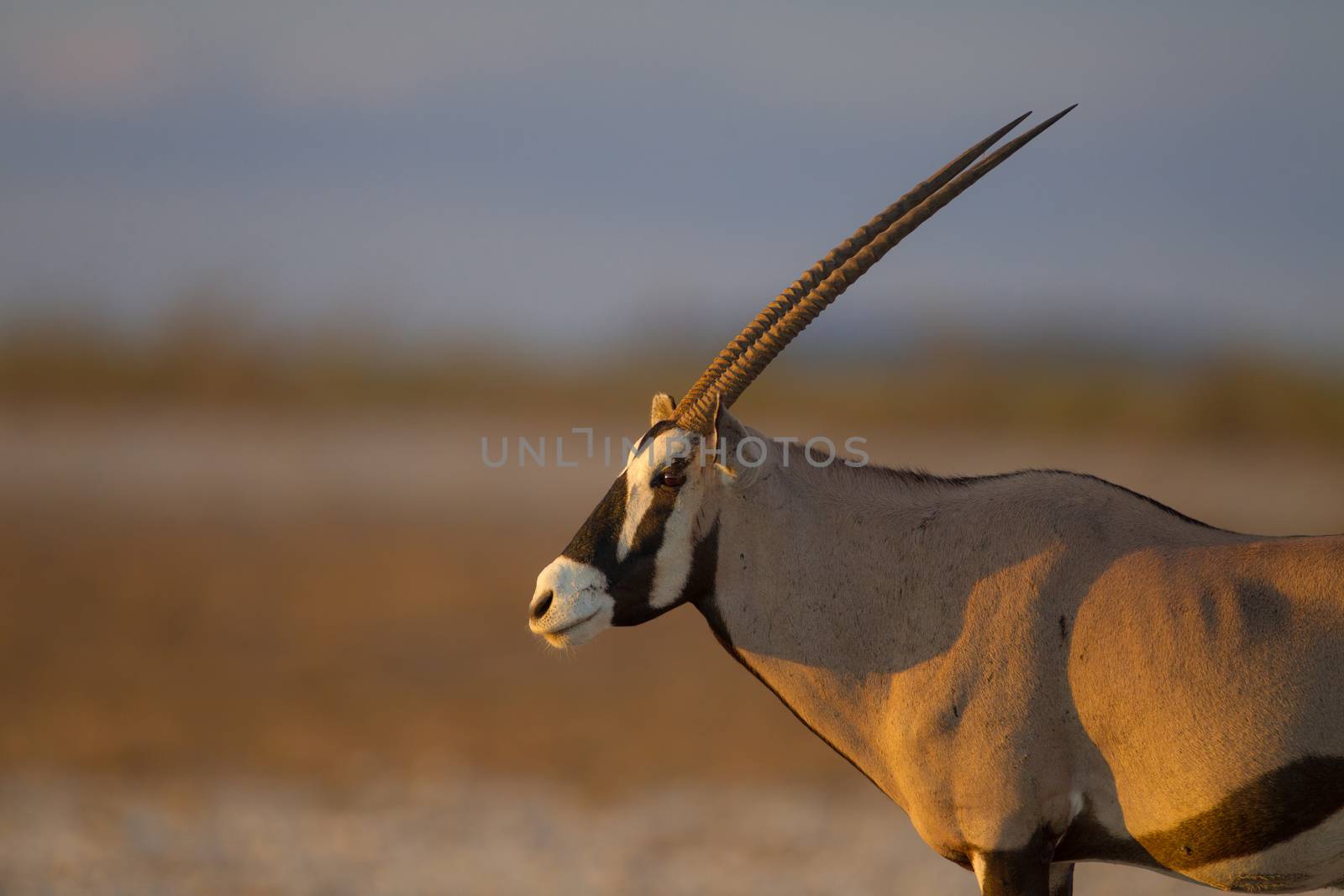 Oryx gemsbok in the wilderness of Afrca