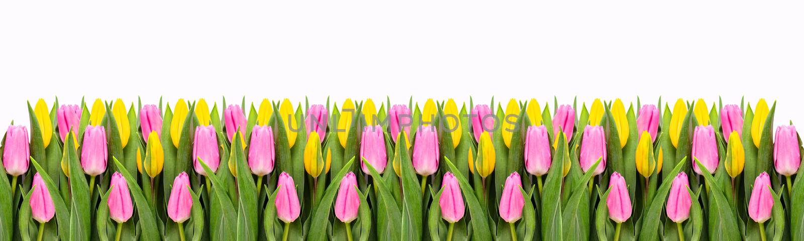 Pink and yellow tulip flowers border isolated on white background. Flat lay. Top view. Valentine's Day and Mother's Day background.