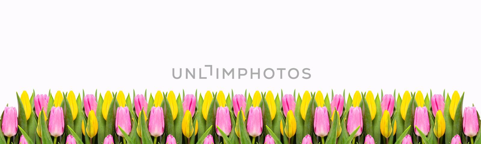 Pink and yellow tulip flowers border isolated on white background. Flat lay. Top view. Valentine's Day and Mother's Day background.