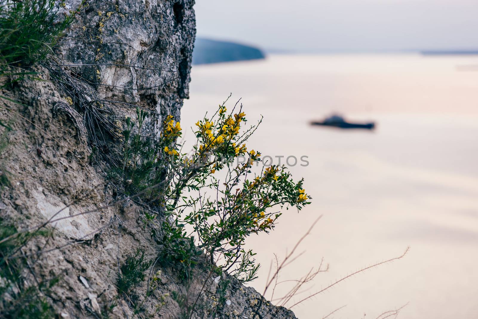 yellow flowers on cliff with river on background