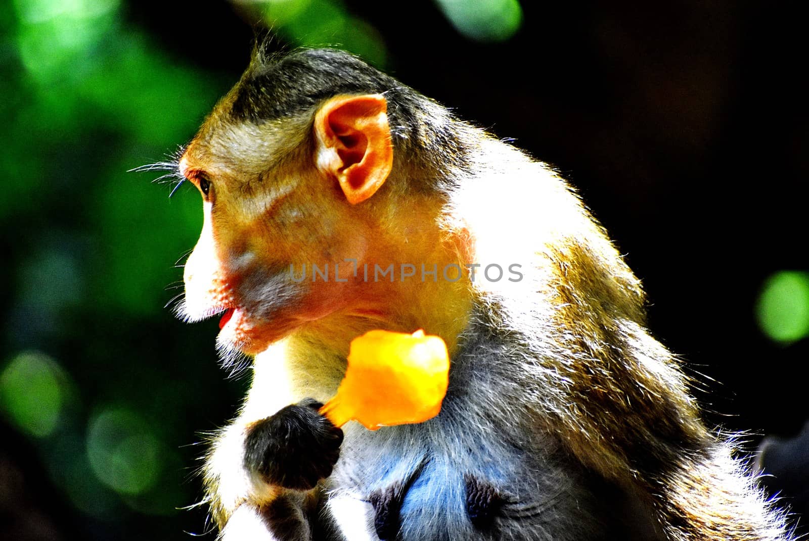 A Monkey is eating something by ravindrabhu165165@gmail.com