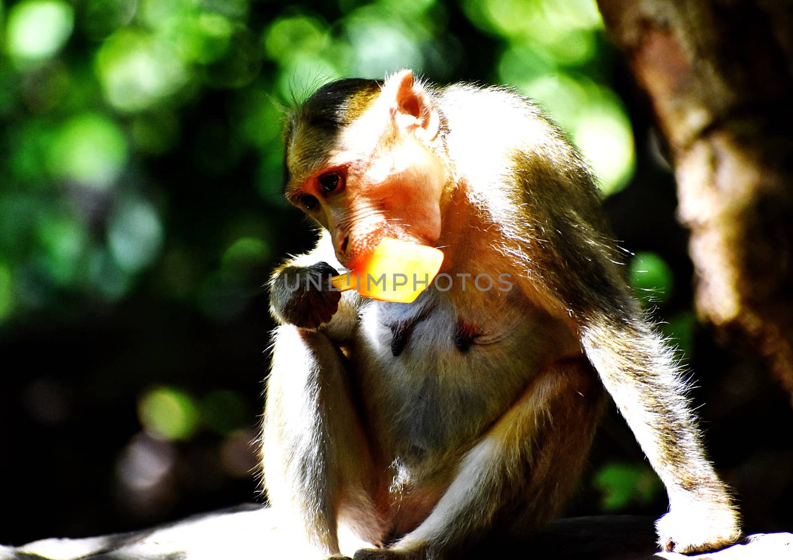 A Monkey is eating something