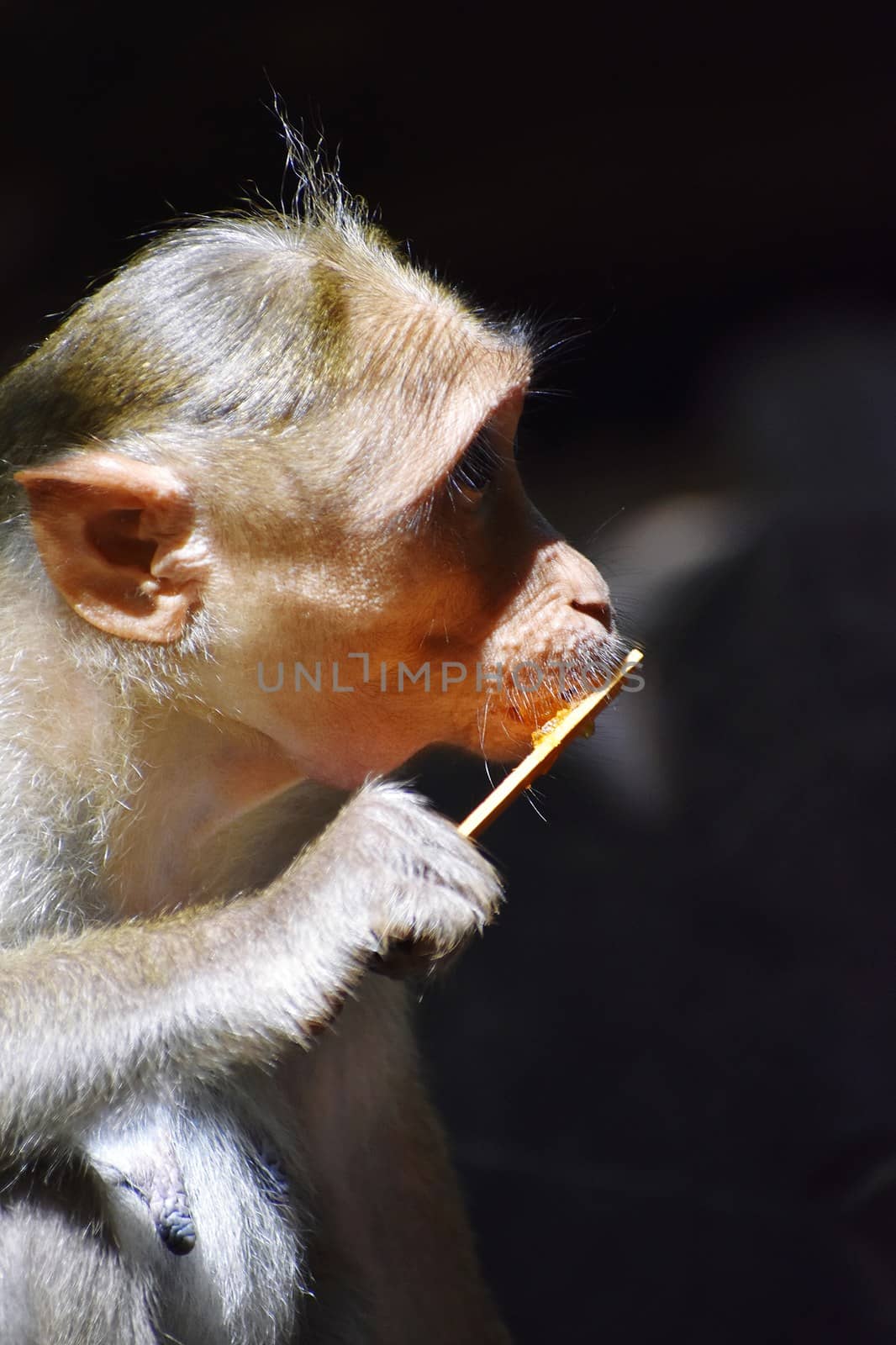 A Monkey is eating something by ravindrabhu165165@gmail.com