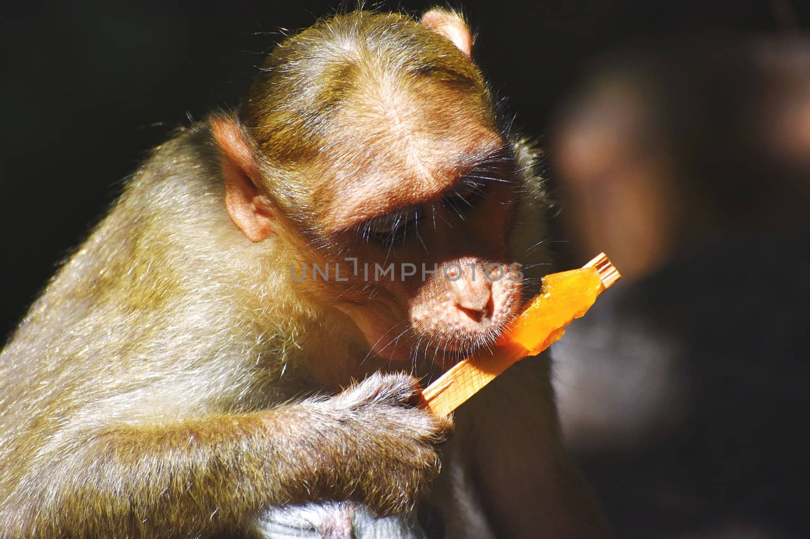 A Monkey is eating something
