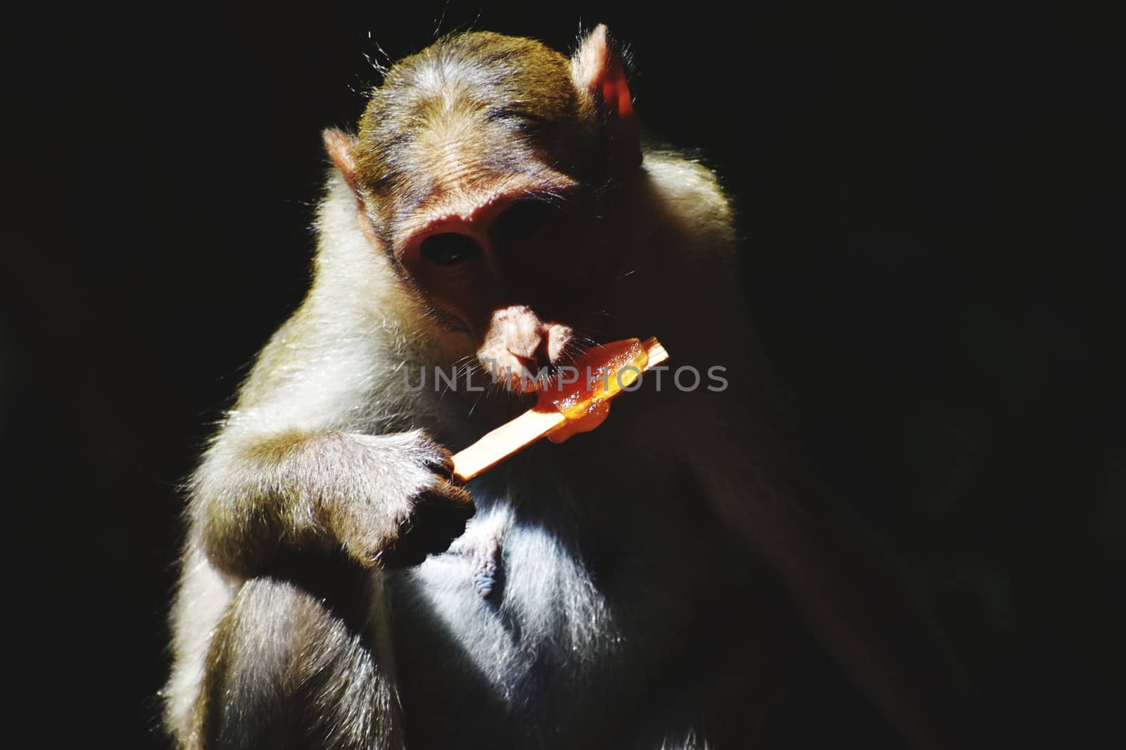 A Monkey is eating something by ravindrabhu165165@gmail.com