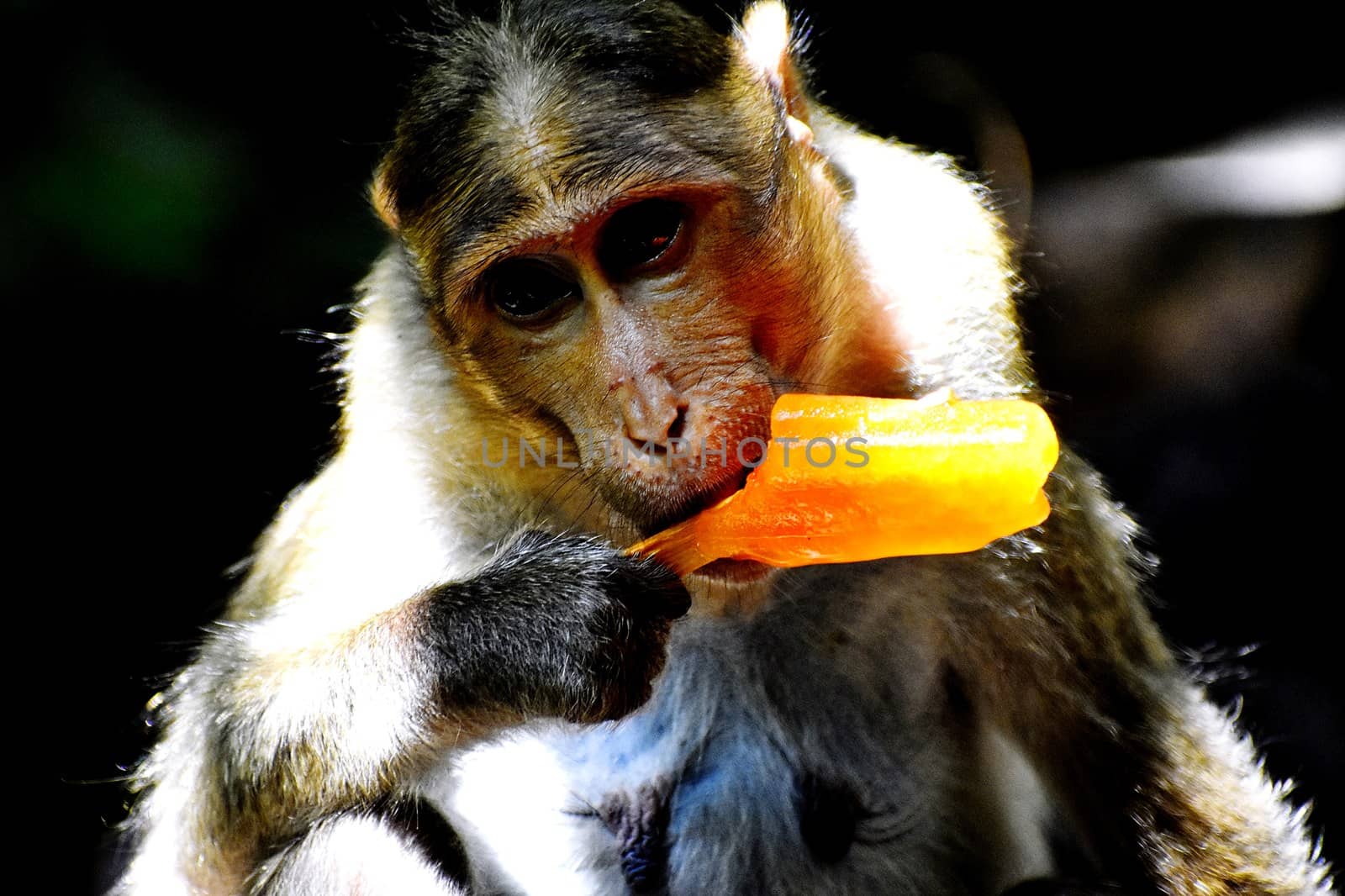 A Monkey is eating something by ravindrabhu165165@gmail.com