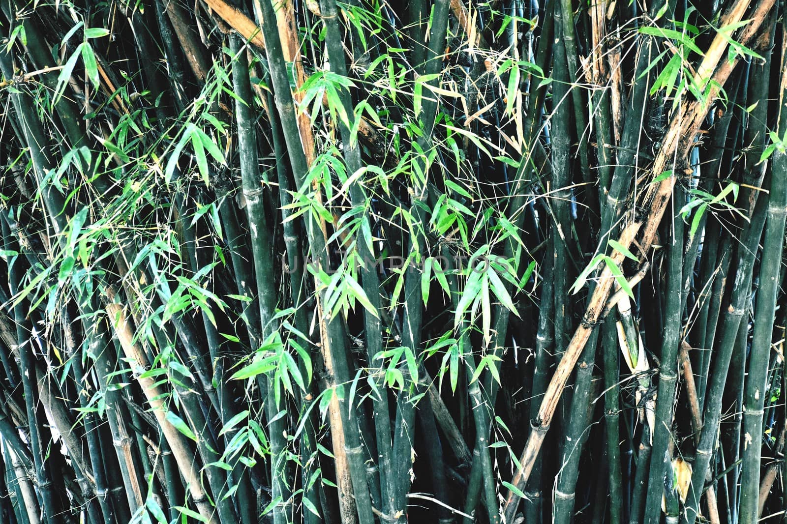 Bamboo trees in my Garden by ravindrabhu165165@gmail.com