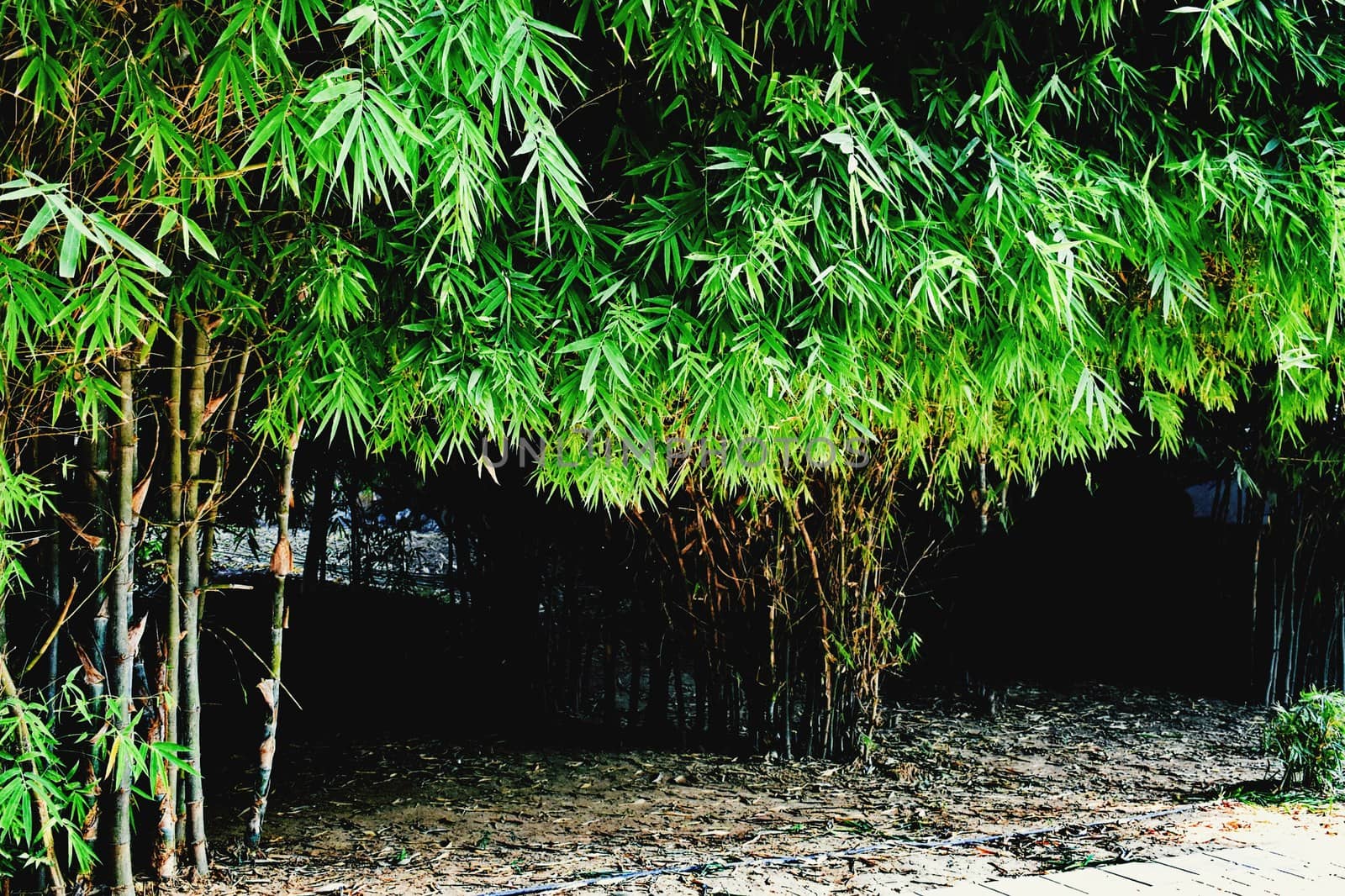 Bamboo trees in my Garden