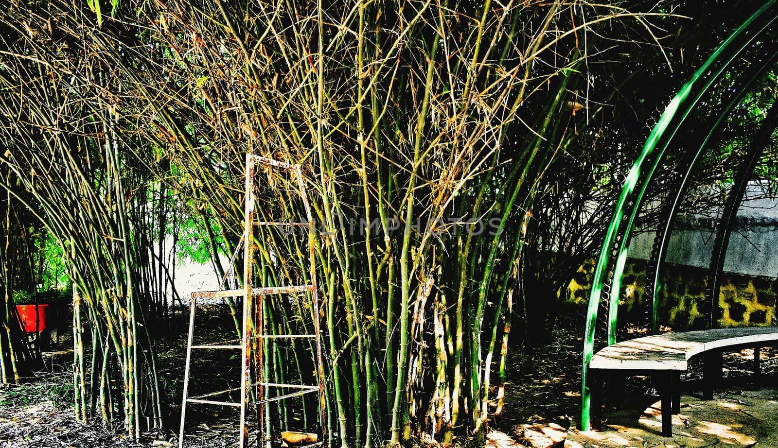 Bamboo trees in my Garden