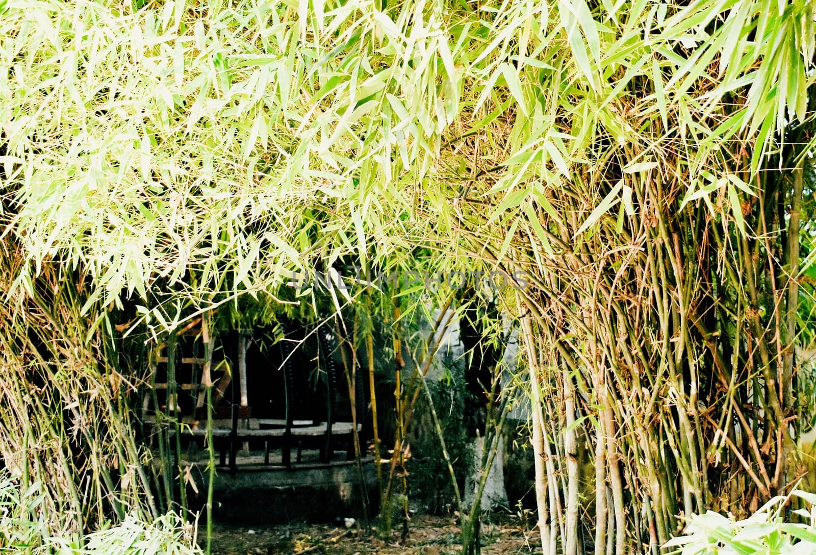 Bamboo trees in my Garden by ravindrabhu165165@gmail.com