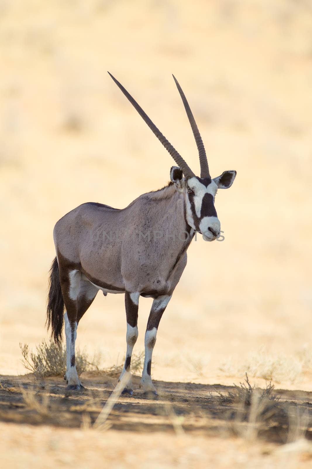 Oryx gemsbok in the wilderness by ozkanzozmen