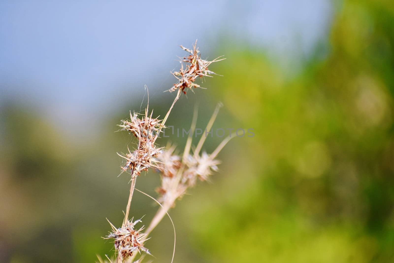 Grass and its flowers