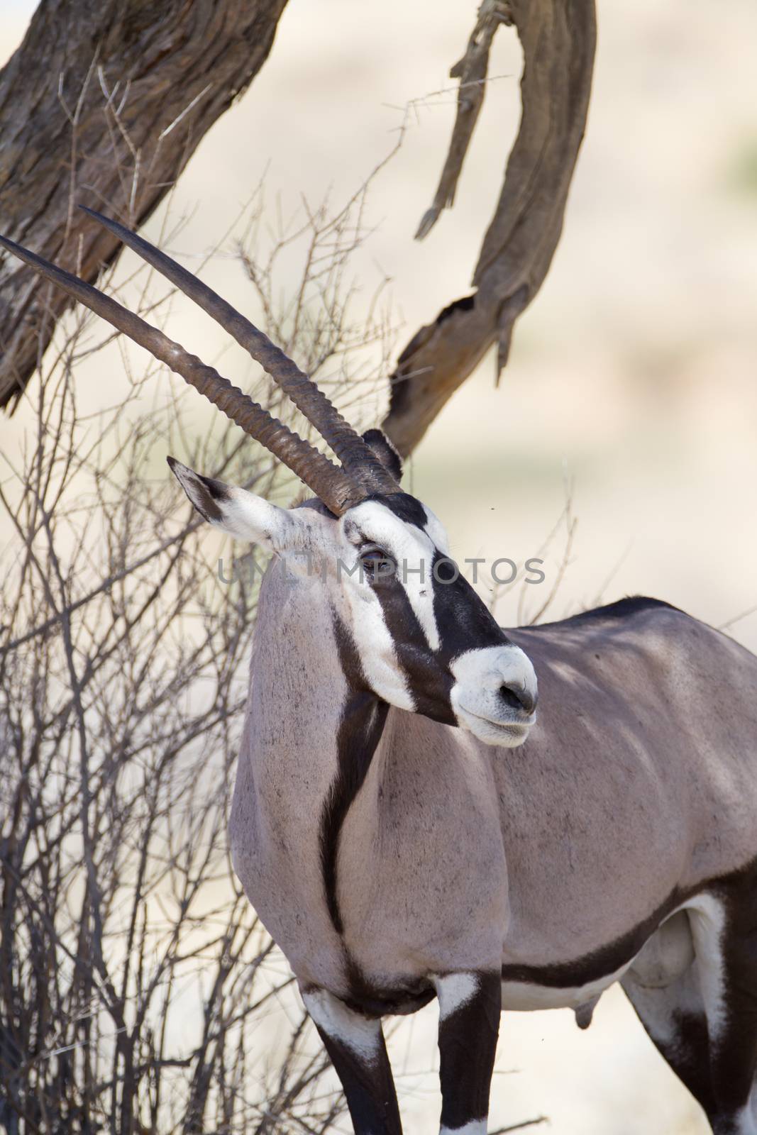 Oryx gemsbok in the wilderness by ozkanzozmen
