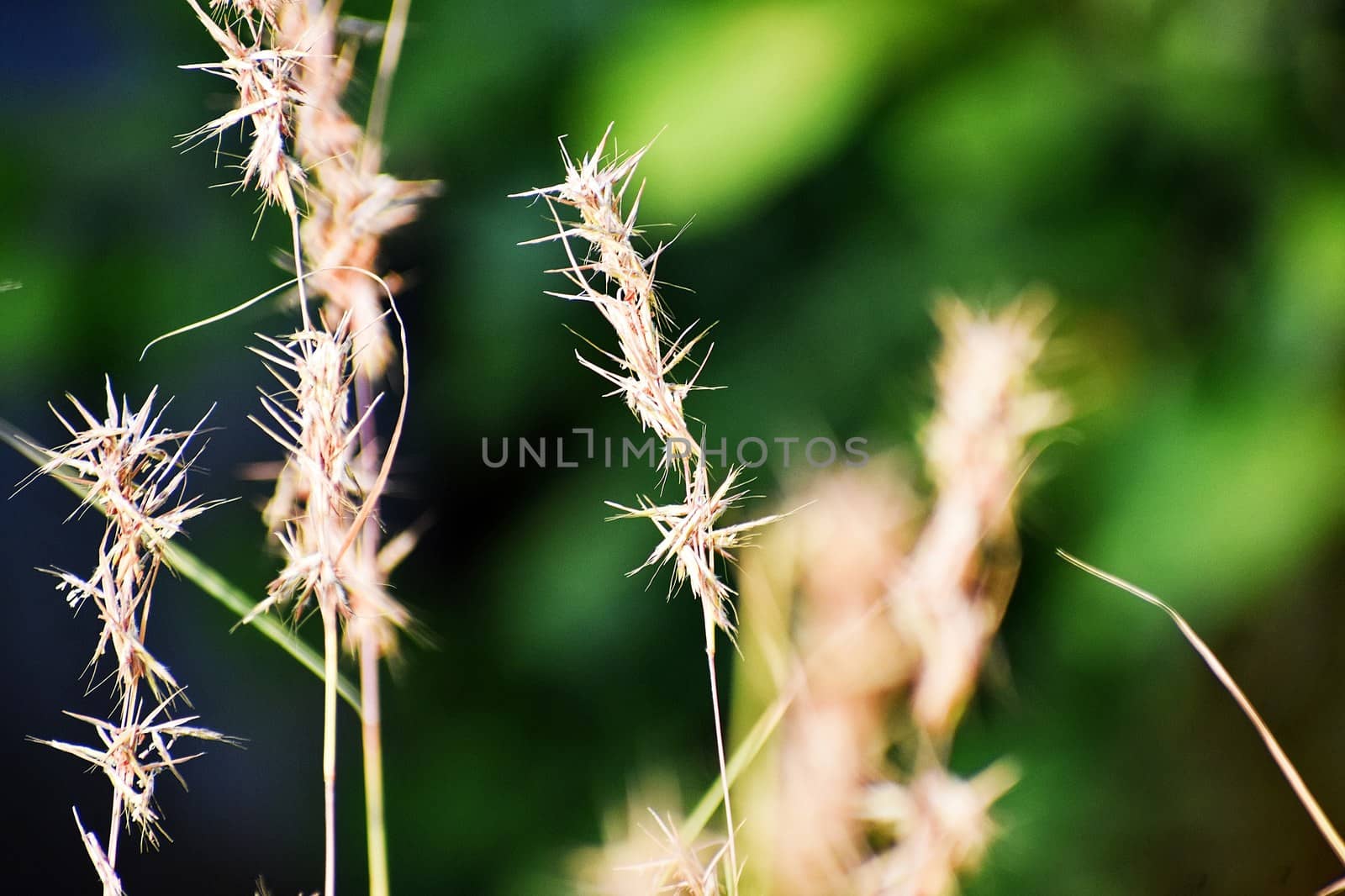Grass and its flowers by ravindrabhu165165@gmail.com