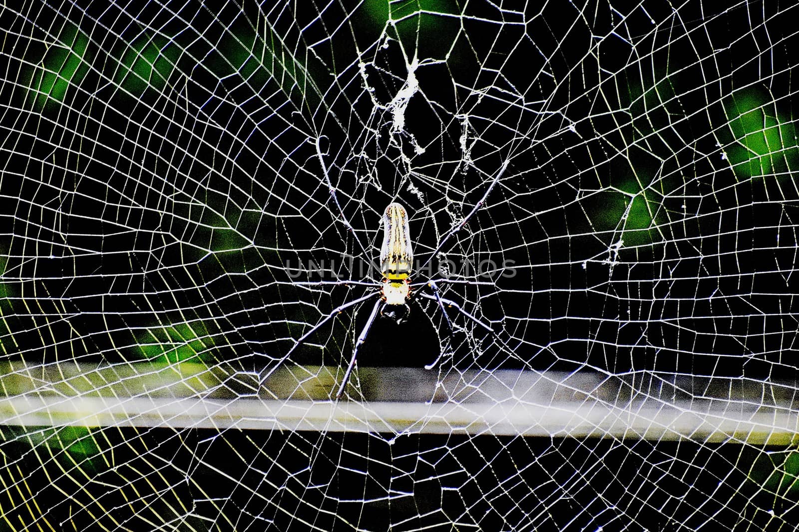 spider insect by ravindrabhu165165@gmail.com