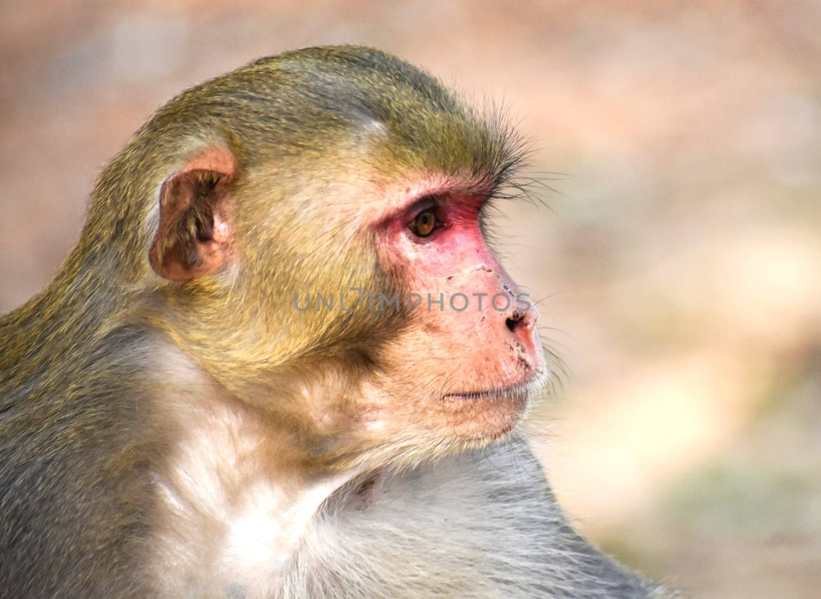 A Monkey by ravindrabhu165165@gmail.com