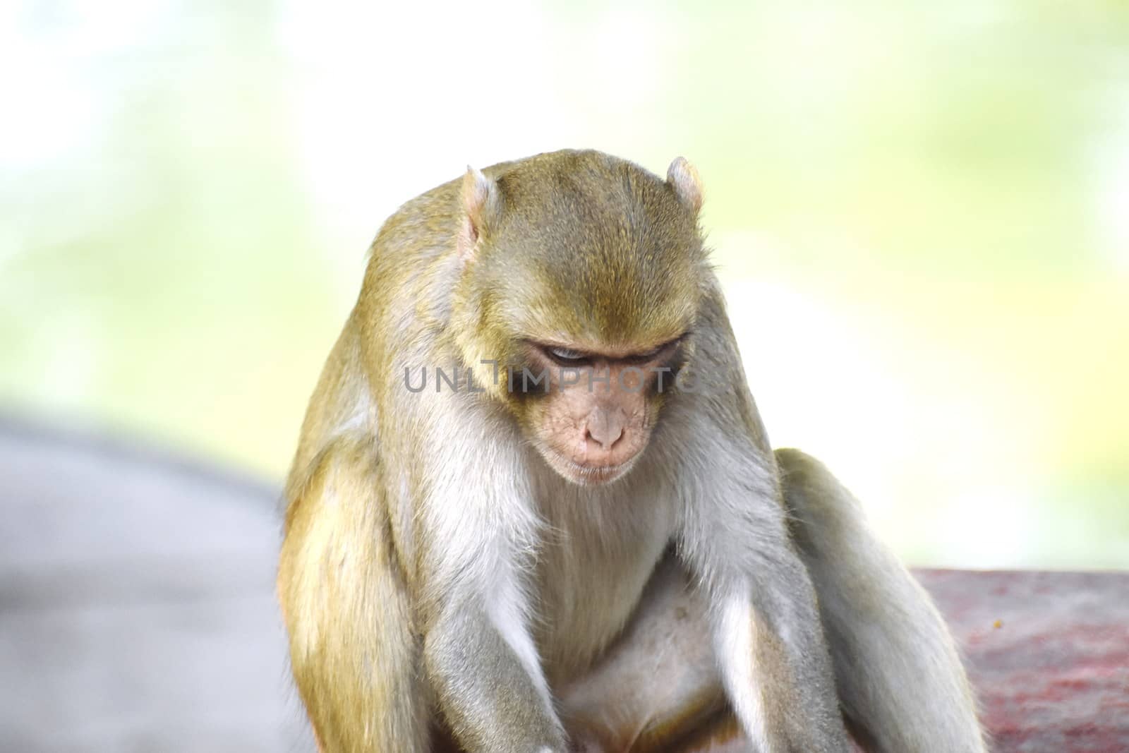 A Monkey by ravindrabhu165165@gmail.com