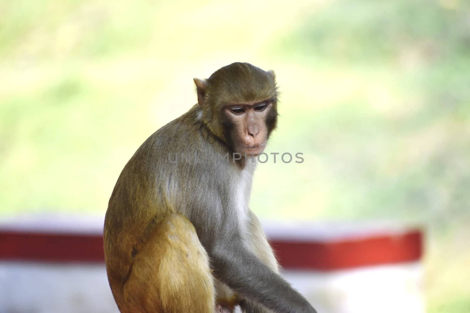 A Monkey by ravindrabhu165165@gmail.com