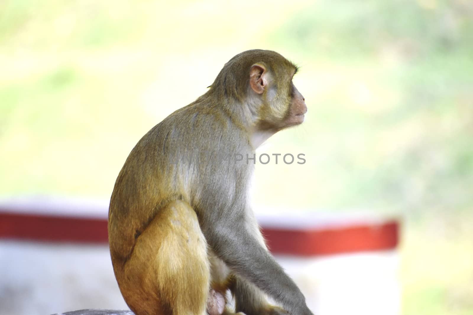 A Monkey by ravindrabhu165165@gmail.com