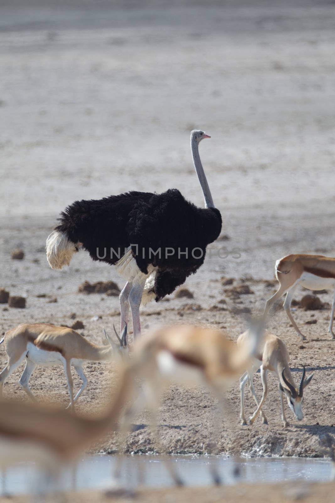 Ostrich in the wilderness by ozkanzozmen