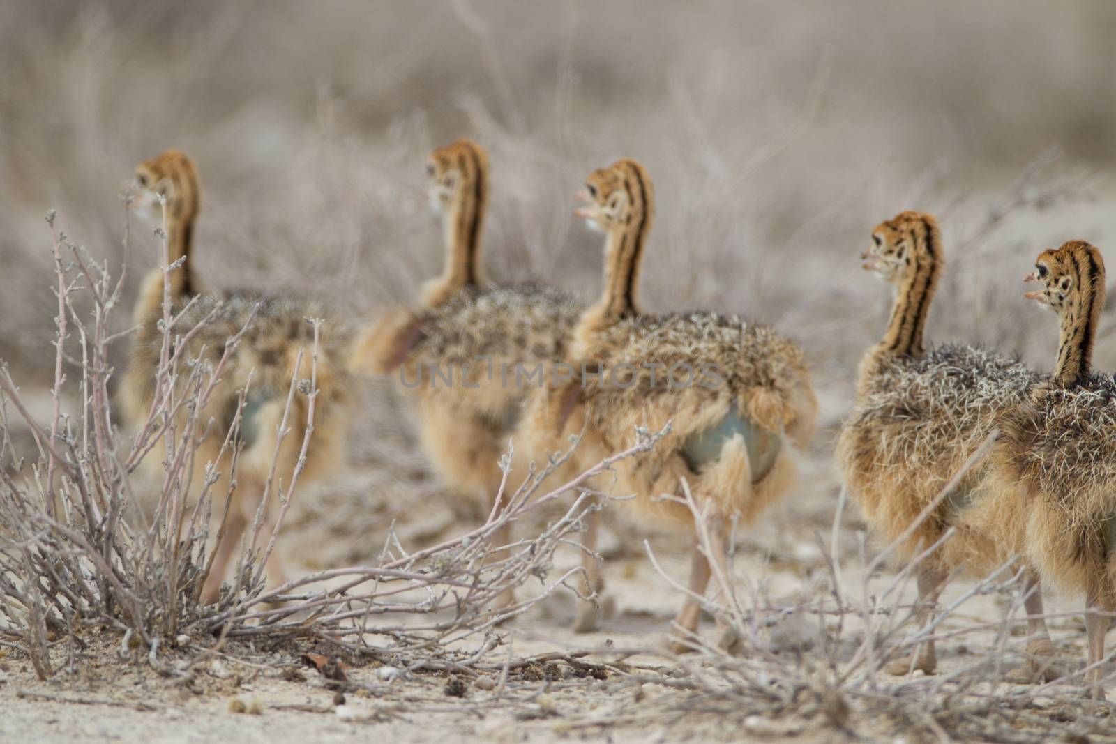 Ostrich chicks in the wilderness of Africa