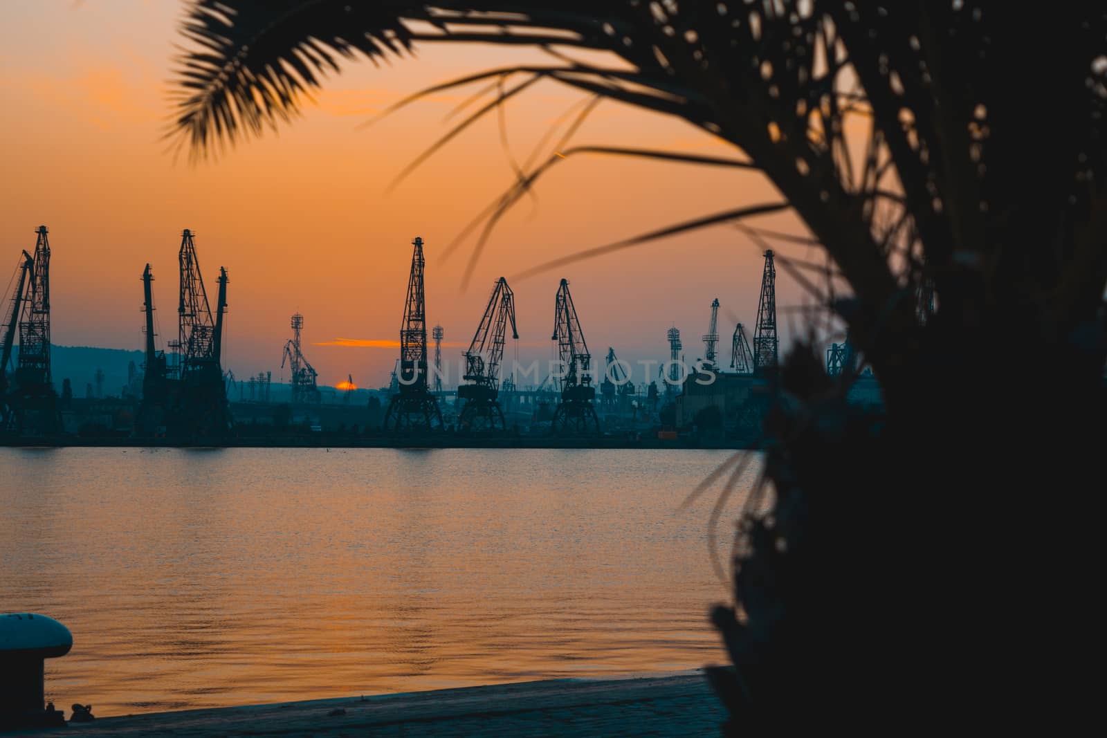 Silhouette palm tree in front of sun setting at the marina.