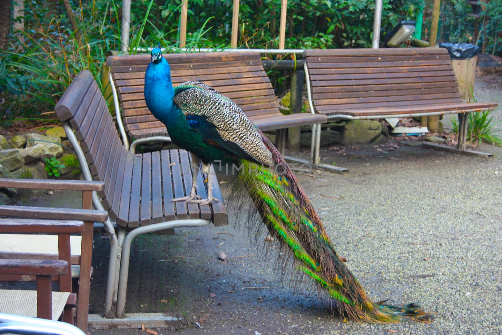 a beautiful specimen of peacock with a colorful tail in bright green and blue colors in a park on a wooden bench in tuscany