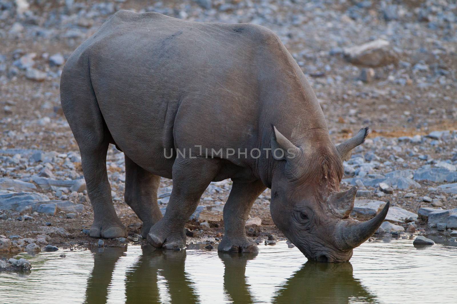 Black rhino in the wilderness of Africa