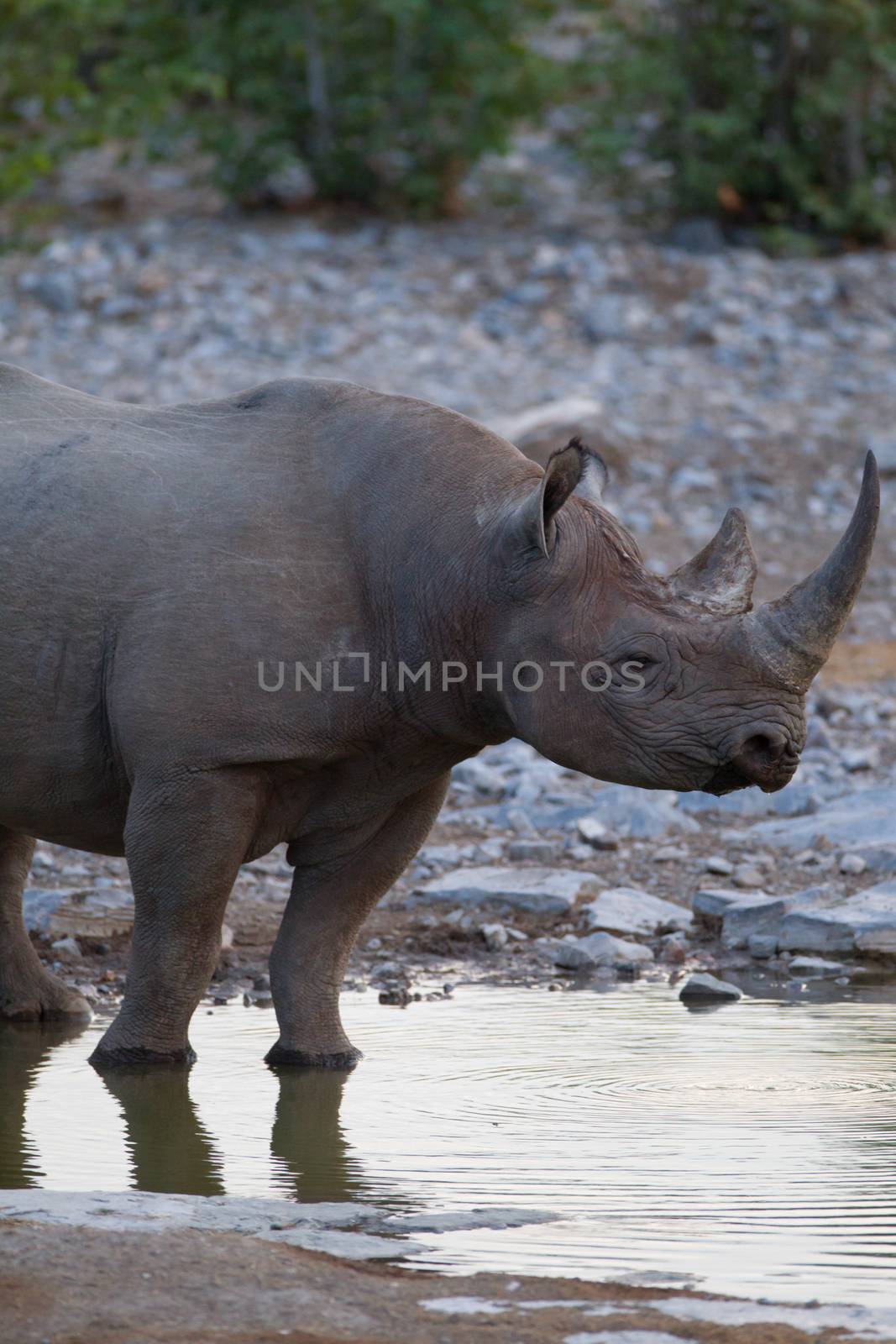 Black rhino in the wilderness by ozkanzozmen