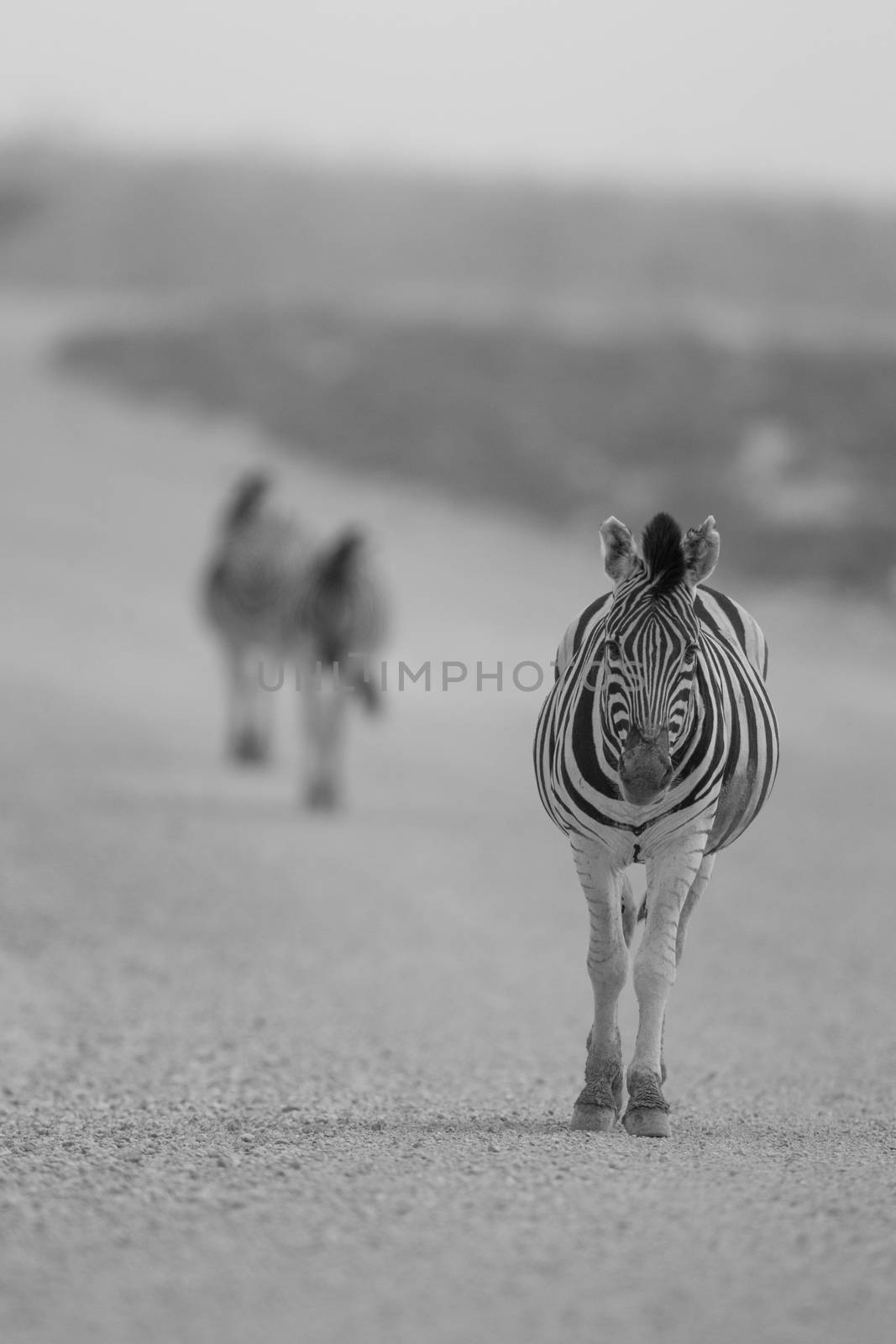 Zebra in the wilderness of Africa