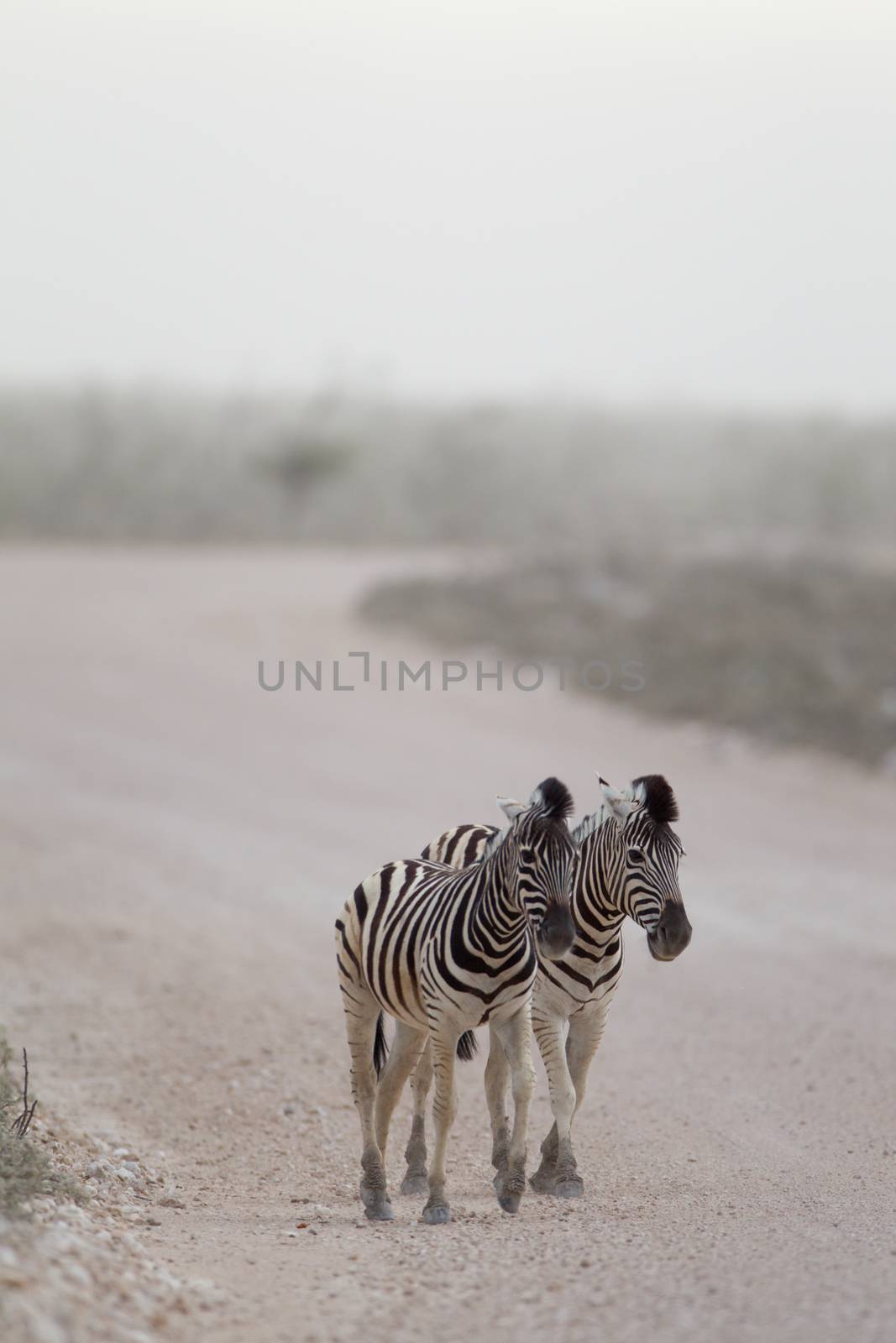 Zebra in the wilderness of Africa