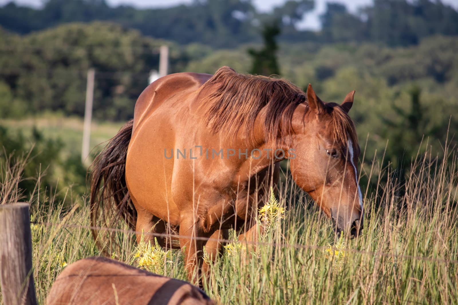 A brown horse standing on top of a dry grass field. High quality photo
