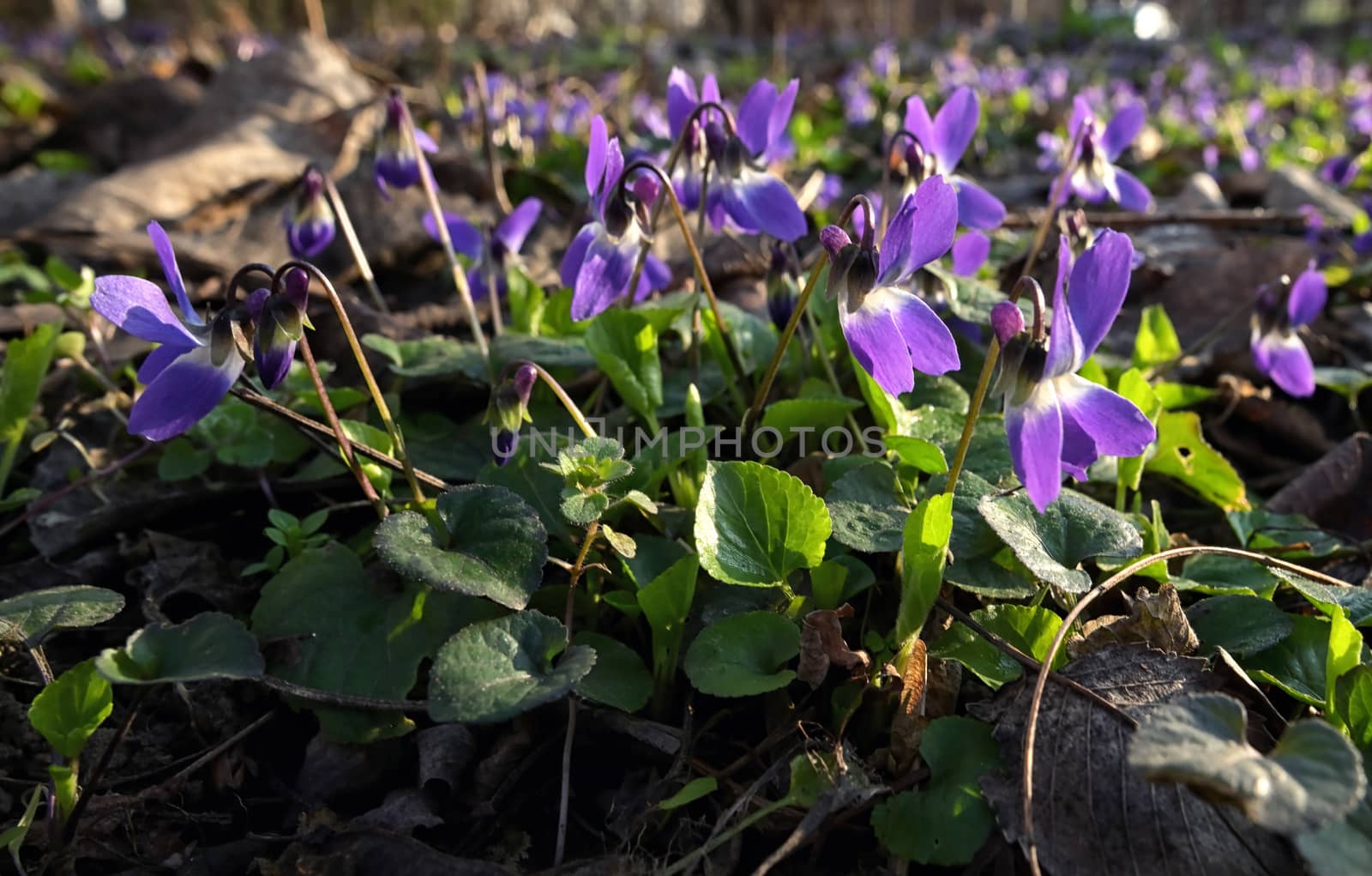 Violets (Viola Odorata) In A Spring Forest