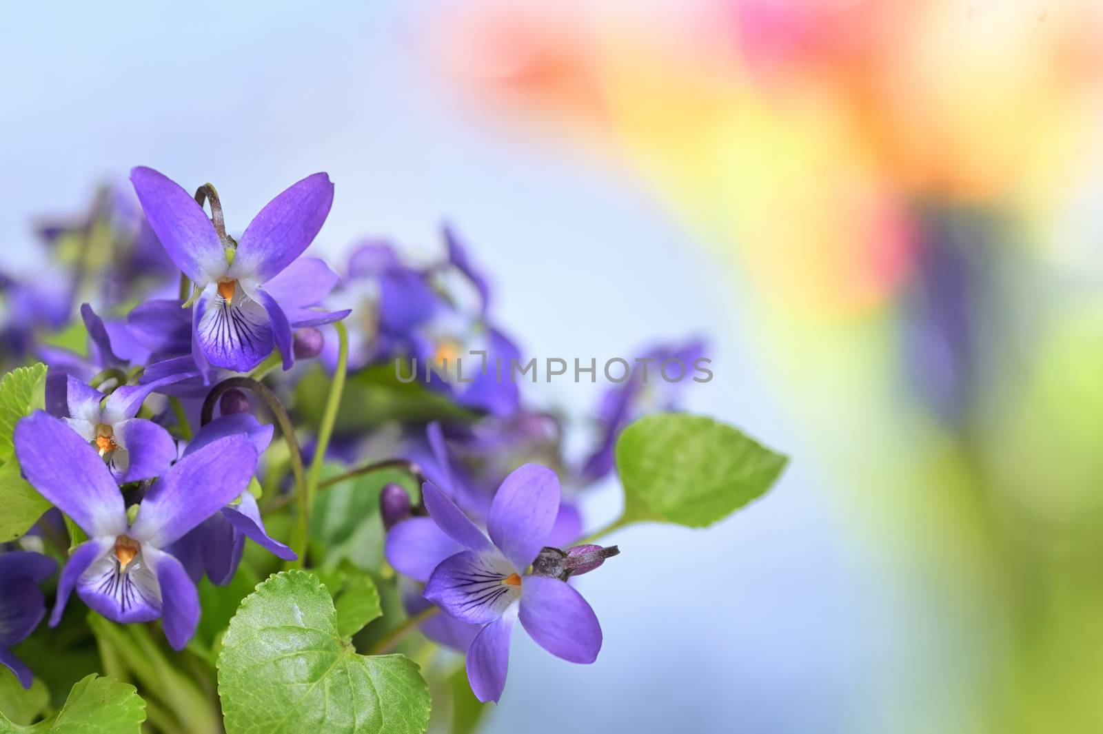 Details of Violets (Viola Odorata) In A Vase