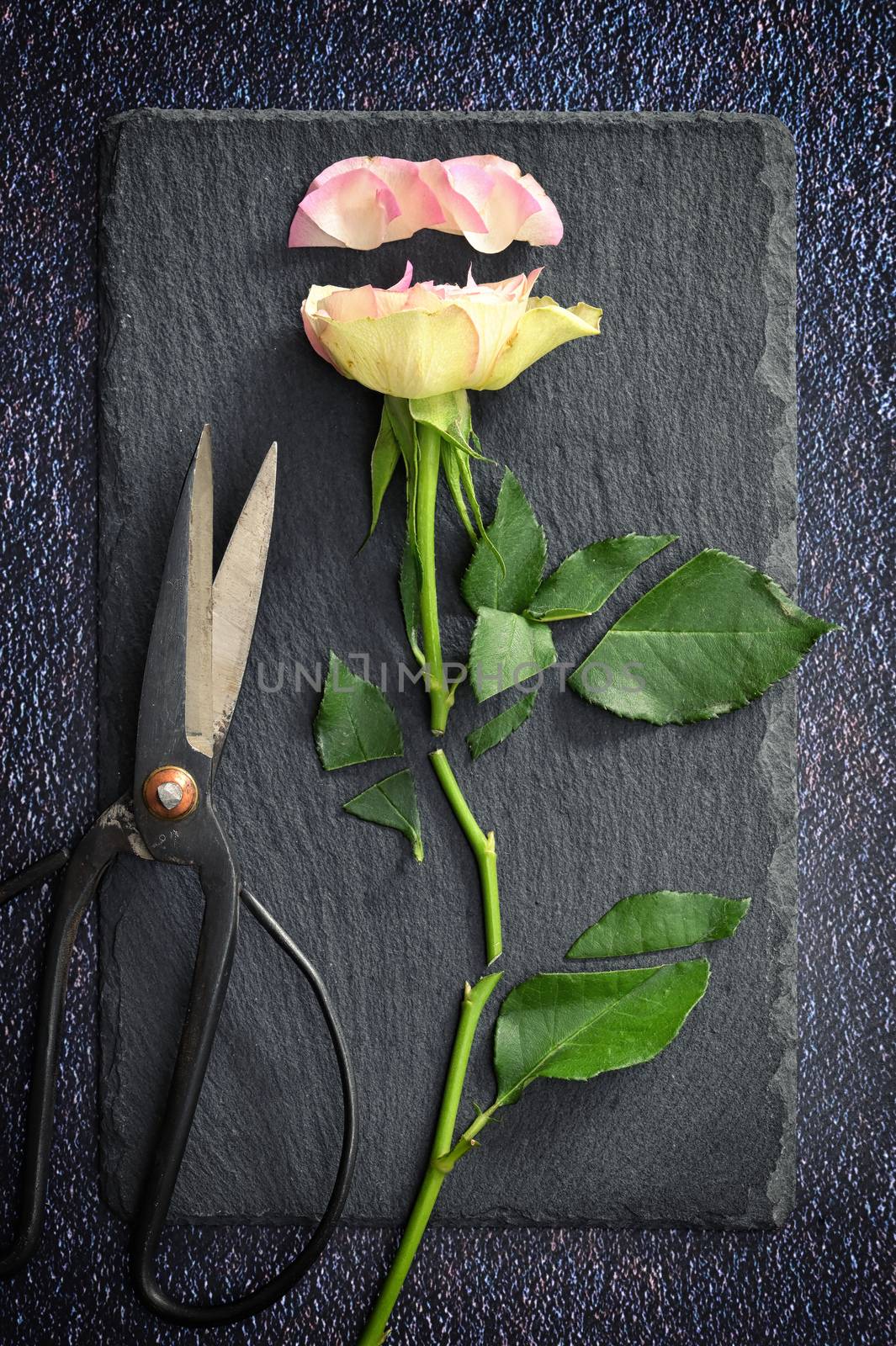 Cut Pink Rose and Scissors on Ardeisa Stone