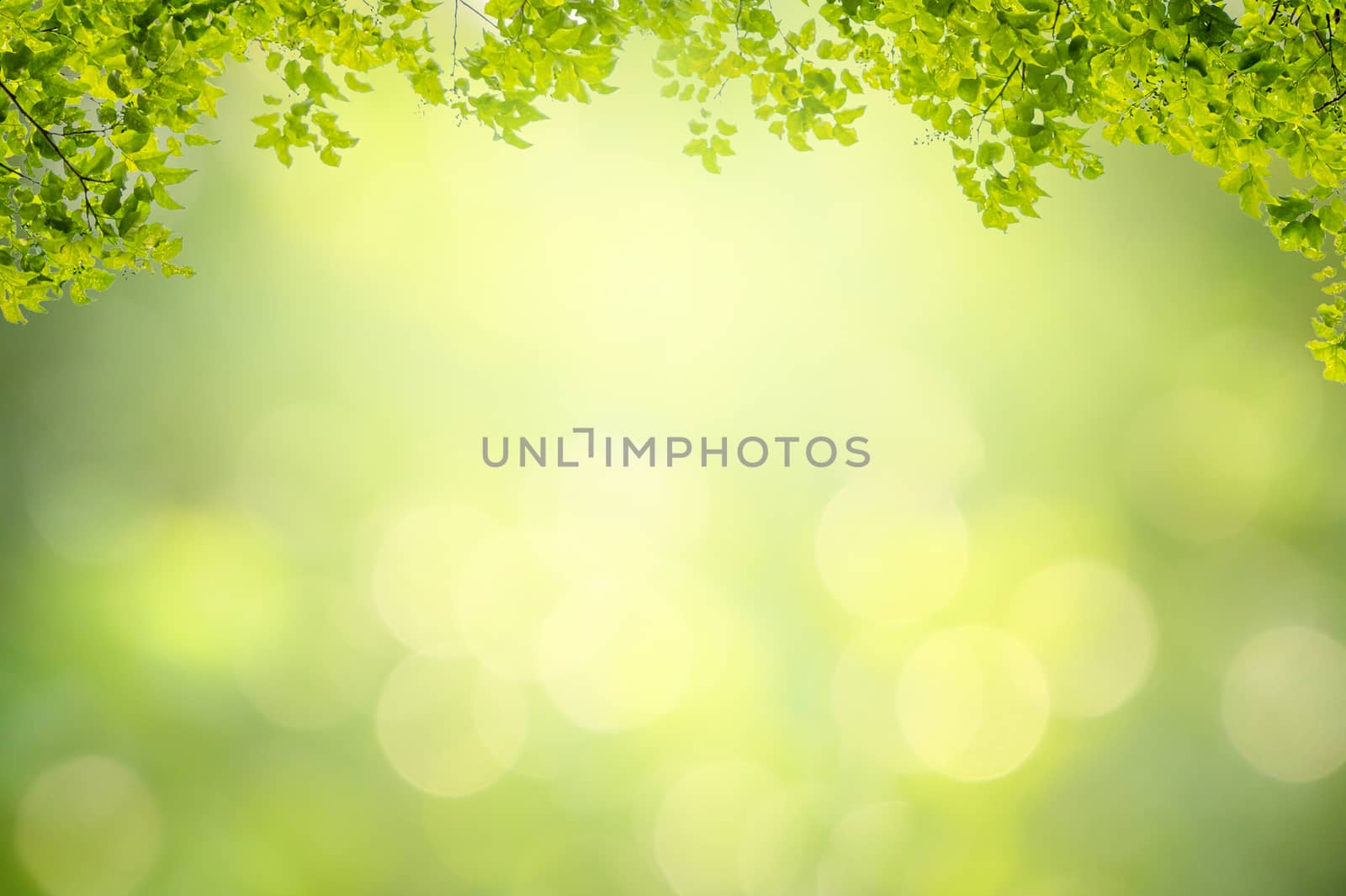 Leaf background bokeh blur green background by sarayut_thaneerat