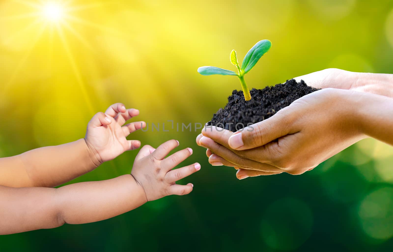 Adults Baby Hand tree environment Earth Day In the hands of trees growing seedlings. Bokeh green Background Female hand holding tree on nature field grass Forest conservation concept