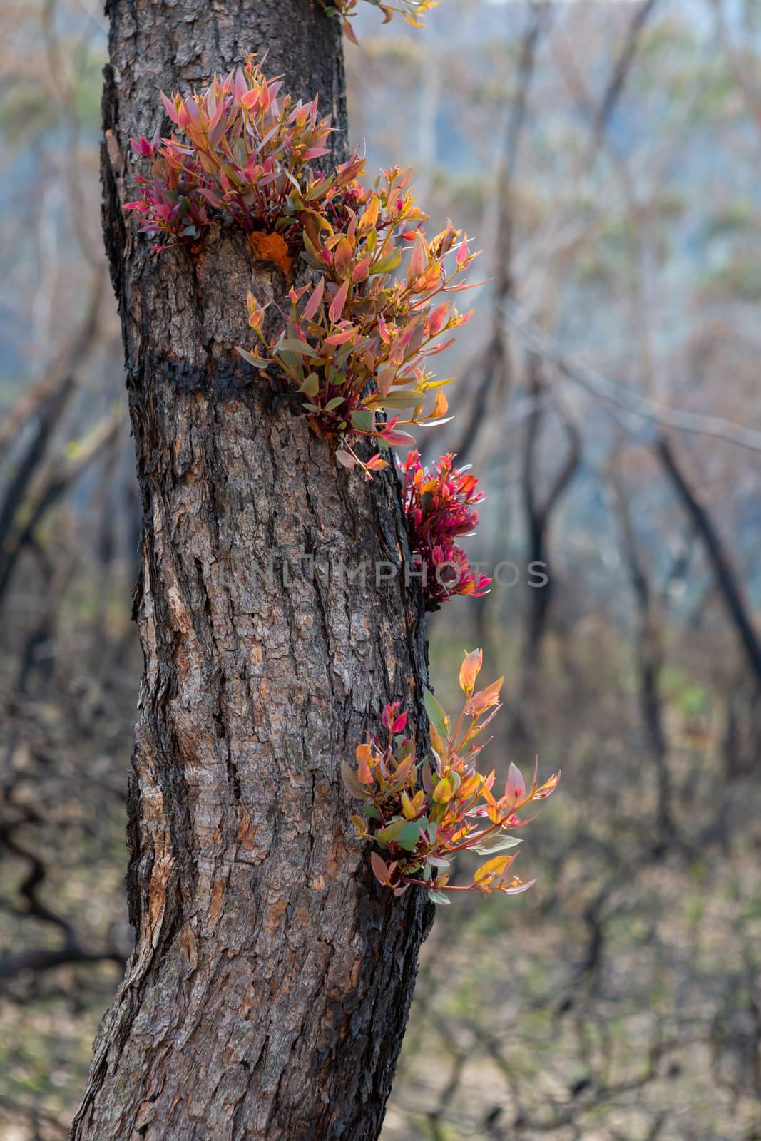Epicormic leaf growth from a burnt tree trunk triggered after bush fires in the Blue Mountains of Australia