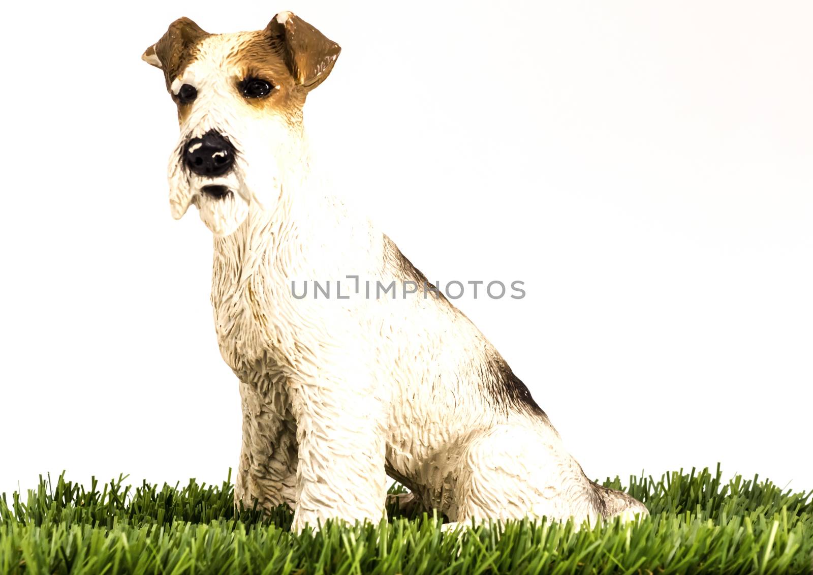 Korthal griffon isolated on a green grass on a white background