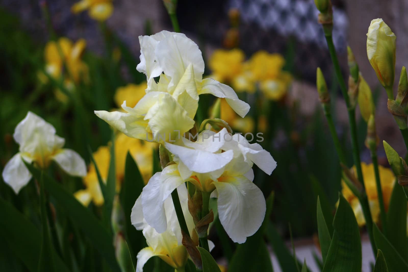 iris field in the spring by martina_unbehauen